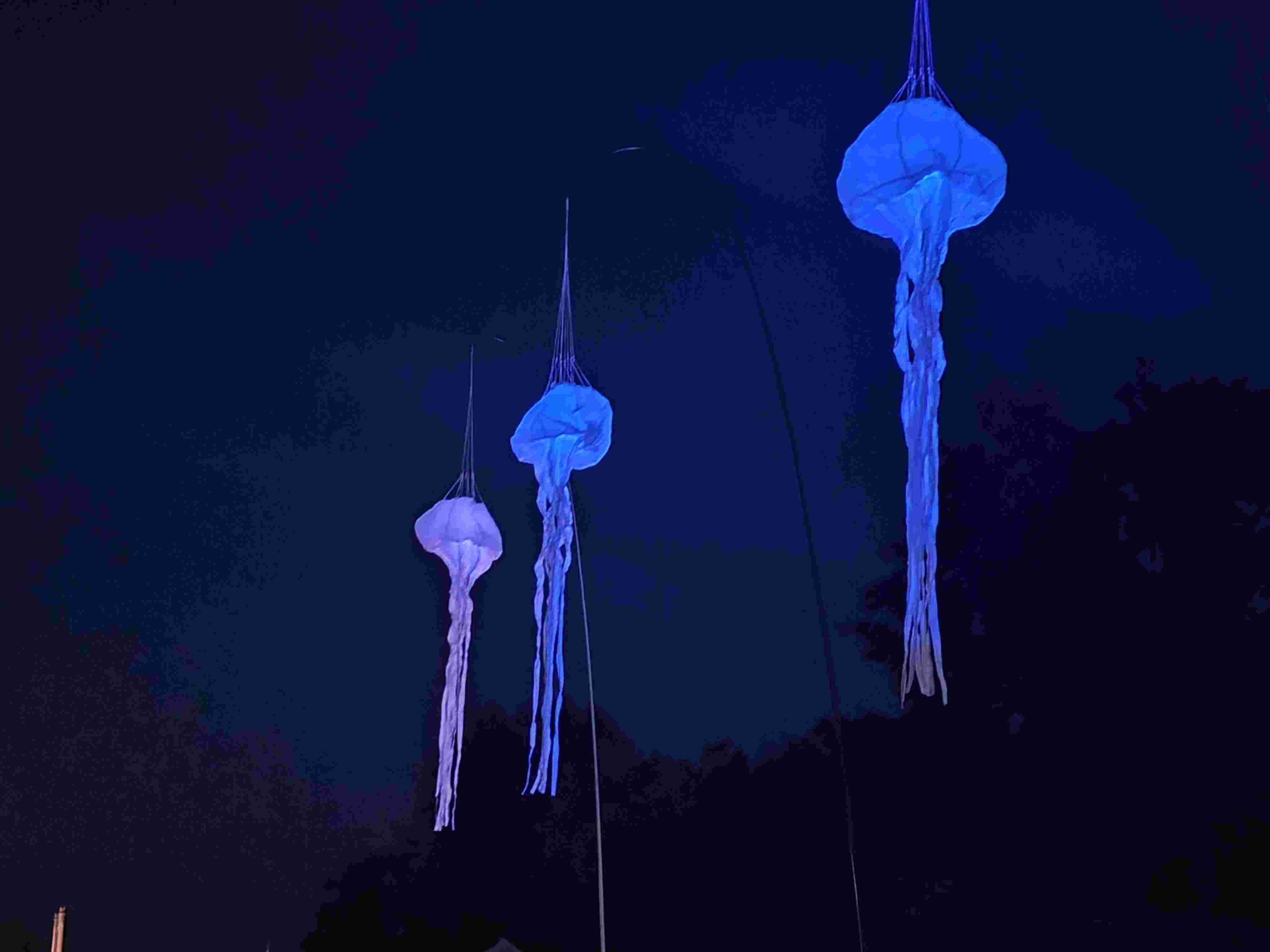 Quallen drei in blau beleuchtet